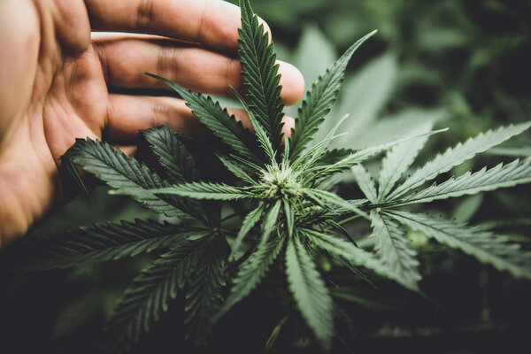 Cannabis bald in Buchser Apotheke abgegeben