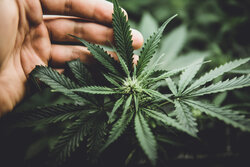 Cannabis bald in Buchser Apotheke abgegeben